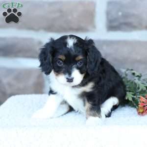 Skye, Cavapoo Puppy